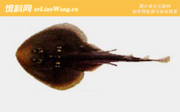 团扇鳐科:团扇鳐科