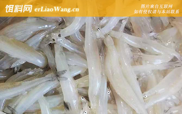 白肌银鱼是什么鱼-分布范围
