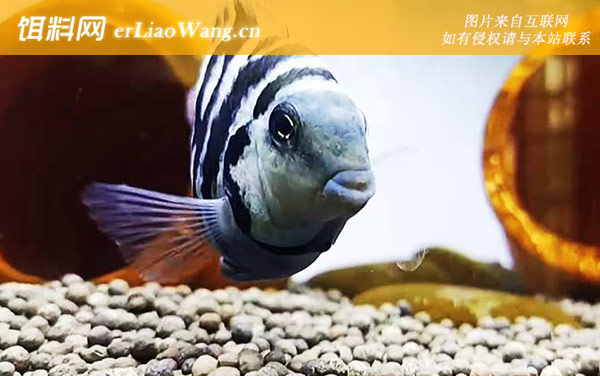 鹦鹉鱼:分布范围