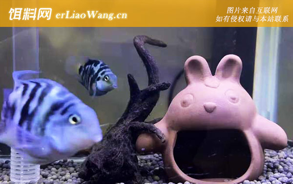 鹦鹉鱼:常见种类