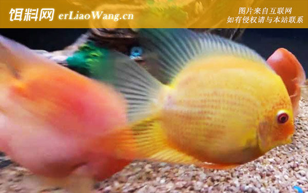 鹦鹉鱼怎么养长得快-最适水温