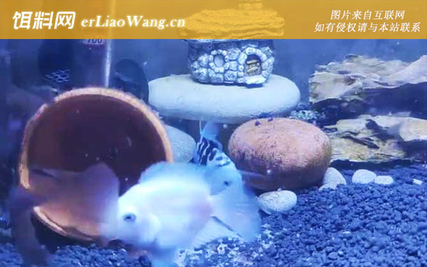 鹦鹉鱼:水质调控