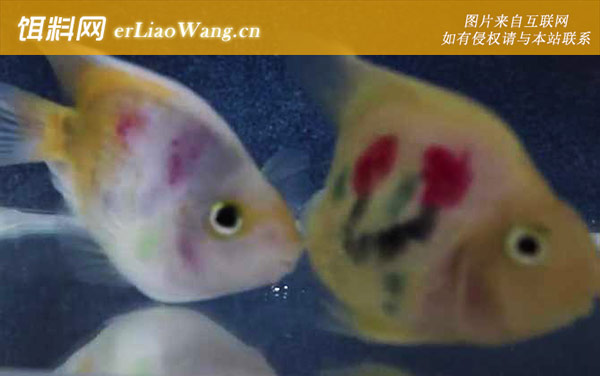 鹦鹉鱼:病害防治