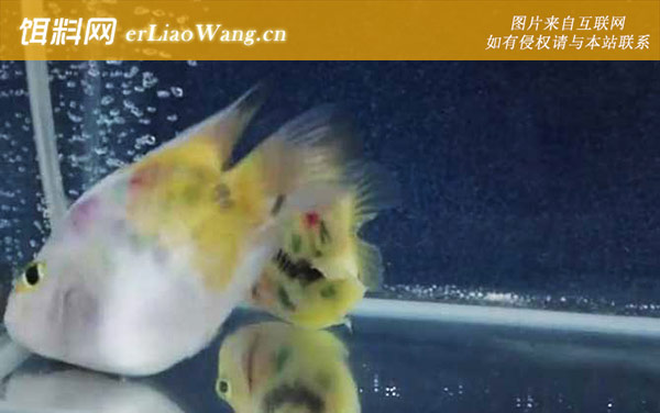 鹦鹉鱼常见病及防治方法-蒙眼病