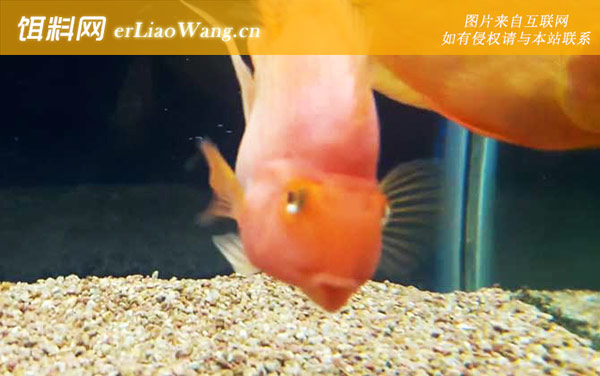 鹦鹉鱼:饲养方法