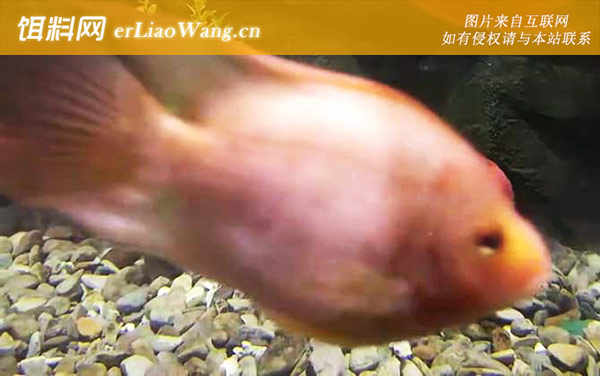 鹦鹉鱼:饲养方法