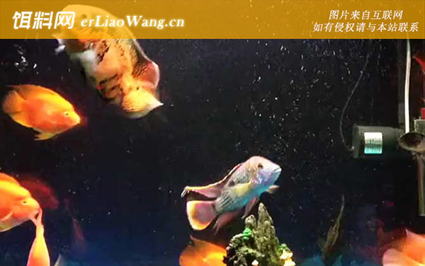 鹦鹉鱼:病害防治