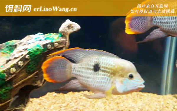 鹦鹉鱼:摄食习性