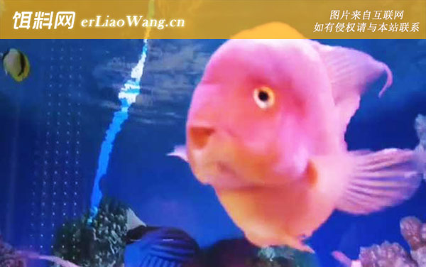 鹦鹉鱼:饲养方法