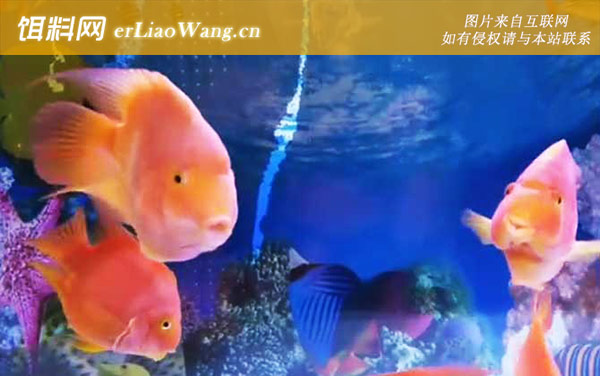 鹦鹉鱼:饲料不适