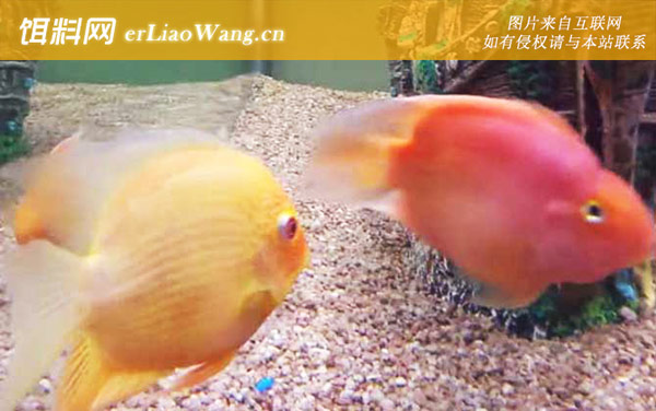 鹦鹉鱼:病虫危害