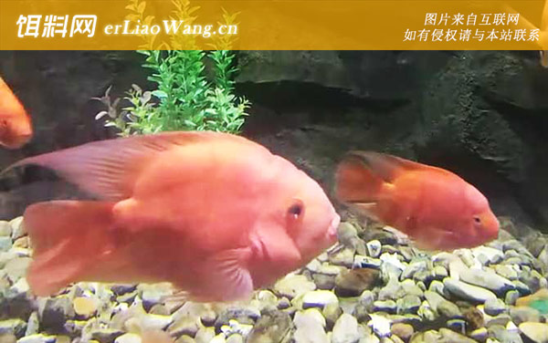 鹦鹉鱼:受到惊吓