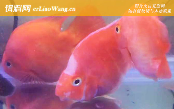 血鹦鹉鱼:生活习性