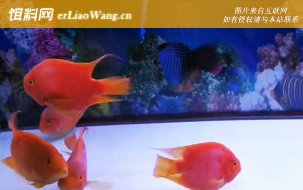 血鹦鹉鱼:代表鱼种