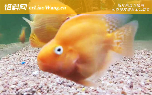 鹦鹉鱼:注意事项