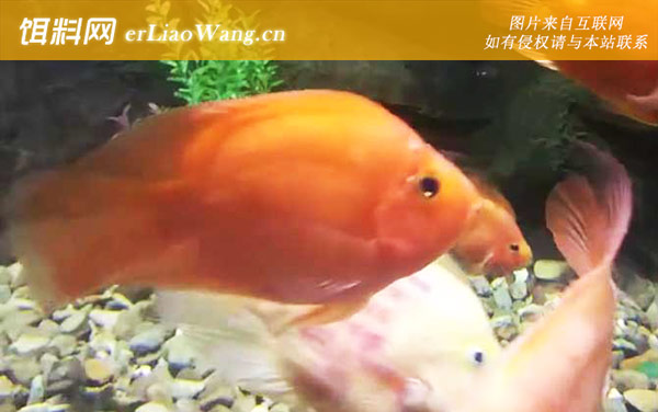 红鹦鹉鱼:生活习性