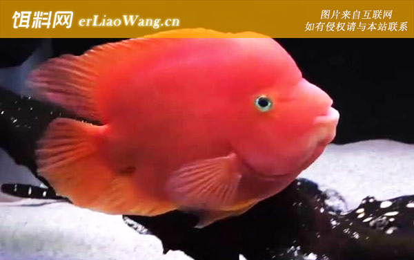 金刚鹦鹉鱼:生活习性