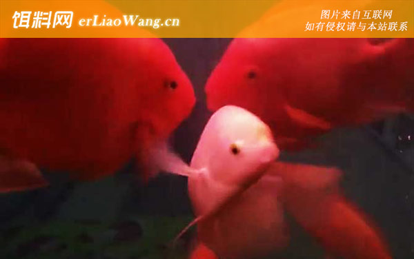 金刚鹦鹉鱼:鱼种区别