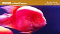 《红元宝鹦鹉鱼是什么鱼？》封面图