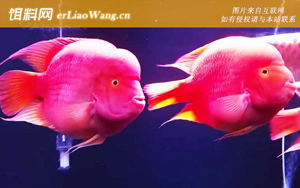 红元宝鹦鹉鱼:鱼种起源