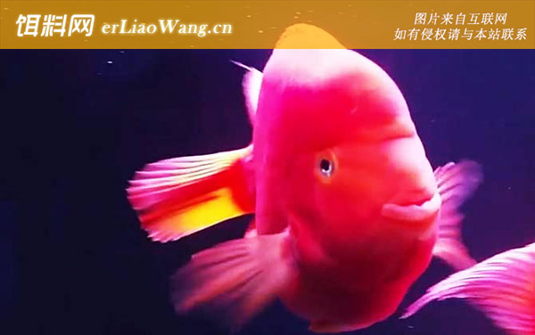 红元宝鹦鹉鱼:形态特征