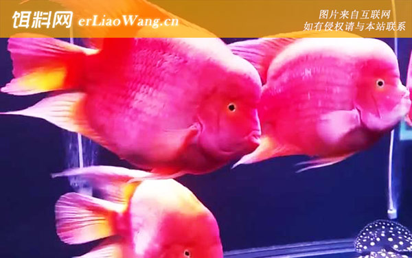 红元宝鹦鹉鱼:生活习性