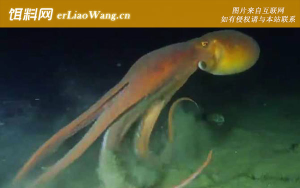 章鱼:生活习性