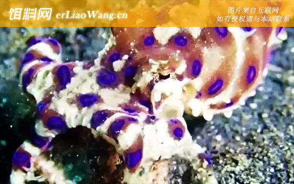 蓝环章鱼:毒性论述