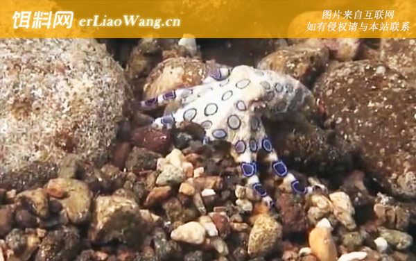 蓝环章鱼:生活习性