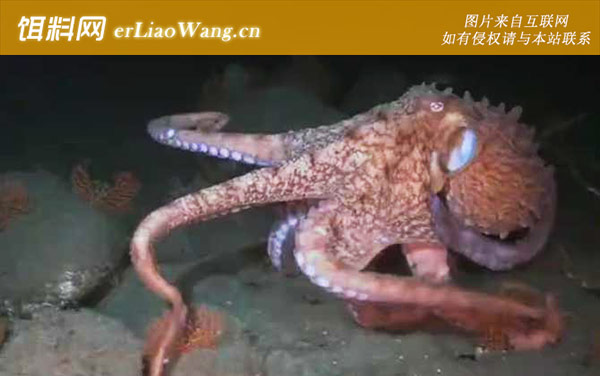 北太平洋巨型章鱼:形态特征