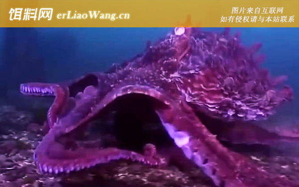 北太平洋巨型章鱼:分布范围