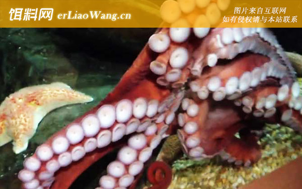 北太平洋巨型章鱼:生活习性