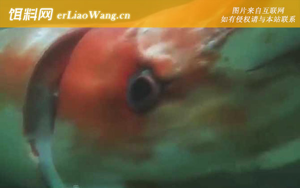 大王乌贼:生活习性