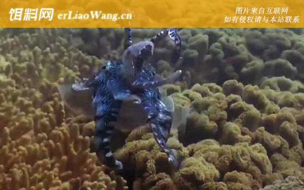 乌贼鱼:生活习性