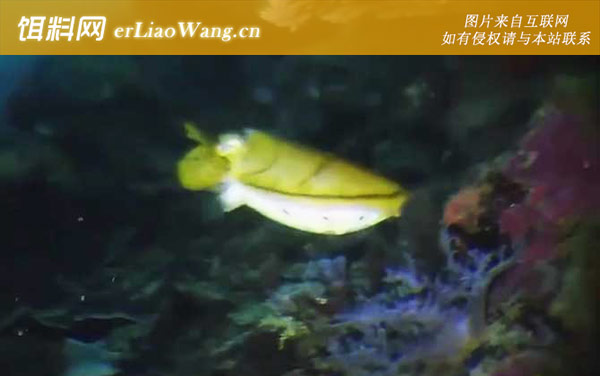 金乌贼:生活习性