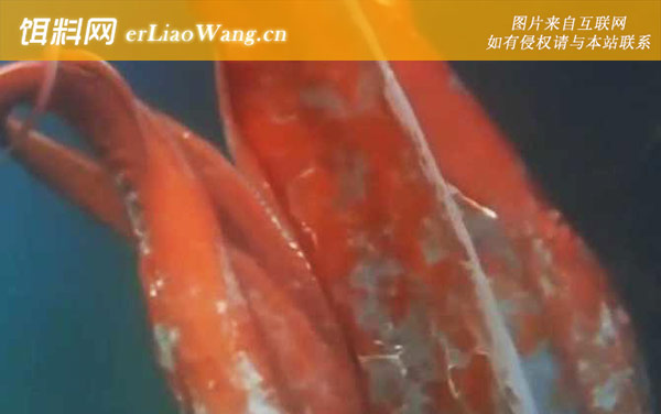 巨型鱿鱼:分布范围