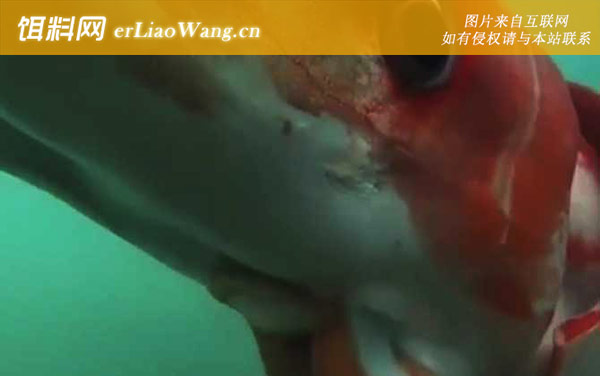 巨型鱿鱼:生活习性