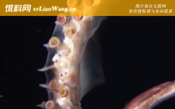 大王酸浆鱿:分布范围