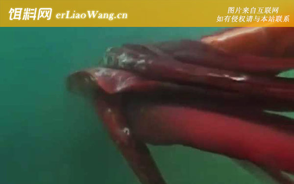 大王酸浆鱿:生活习性