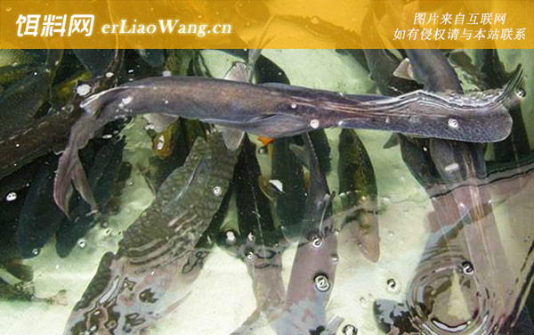 匙吻鲟:分布范围