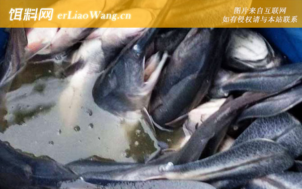 匙吻鲟:生活习性