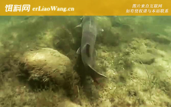 鲟鳇鱼:生活习性