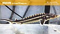 《尖吻鲟是什么动物？》封面图