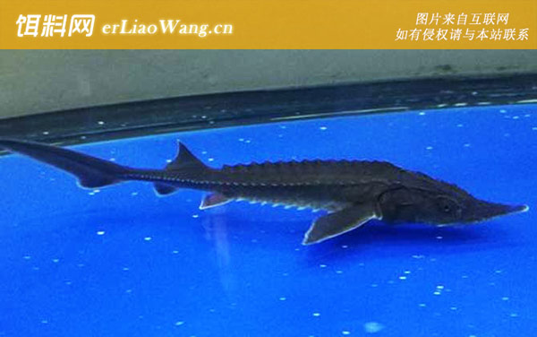 尖吻鲟:分布范围