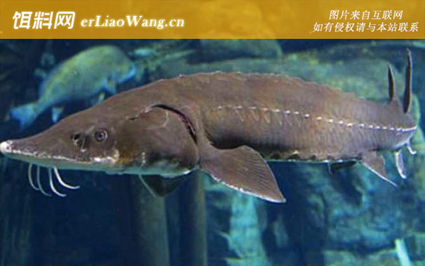 尖吻鲟:生活习性