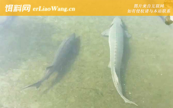 中华鲟:生活习性