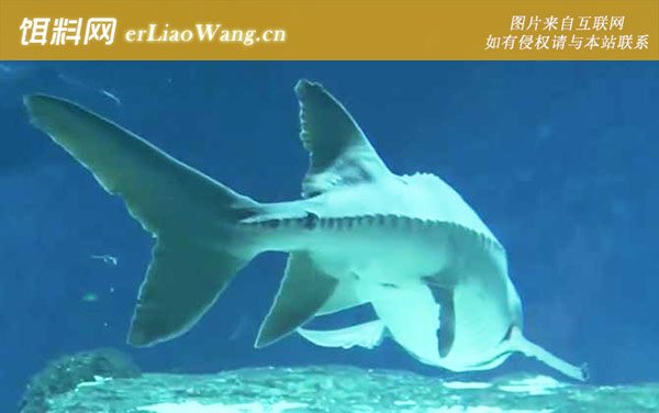 中华鲟:分布范围