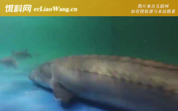 中华鲟:生活习性