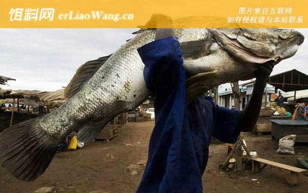 巨骨舌鱼:尼罗河鲈鱼