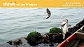 《海钓鱼饵用什么最好?》封面图